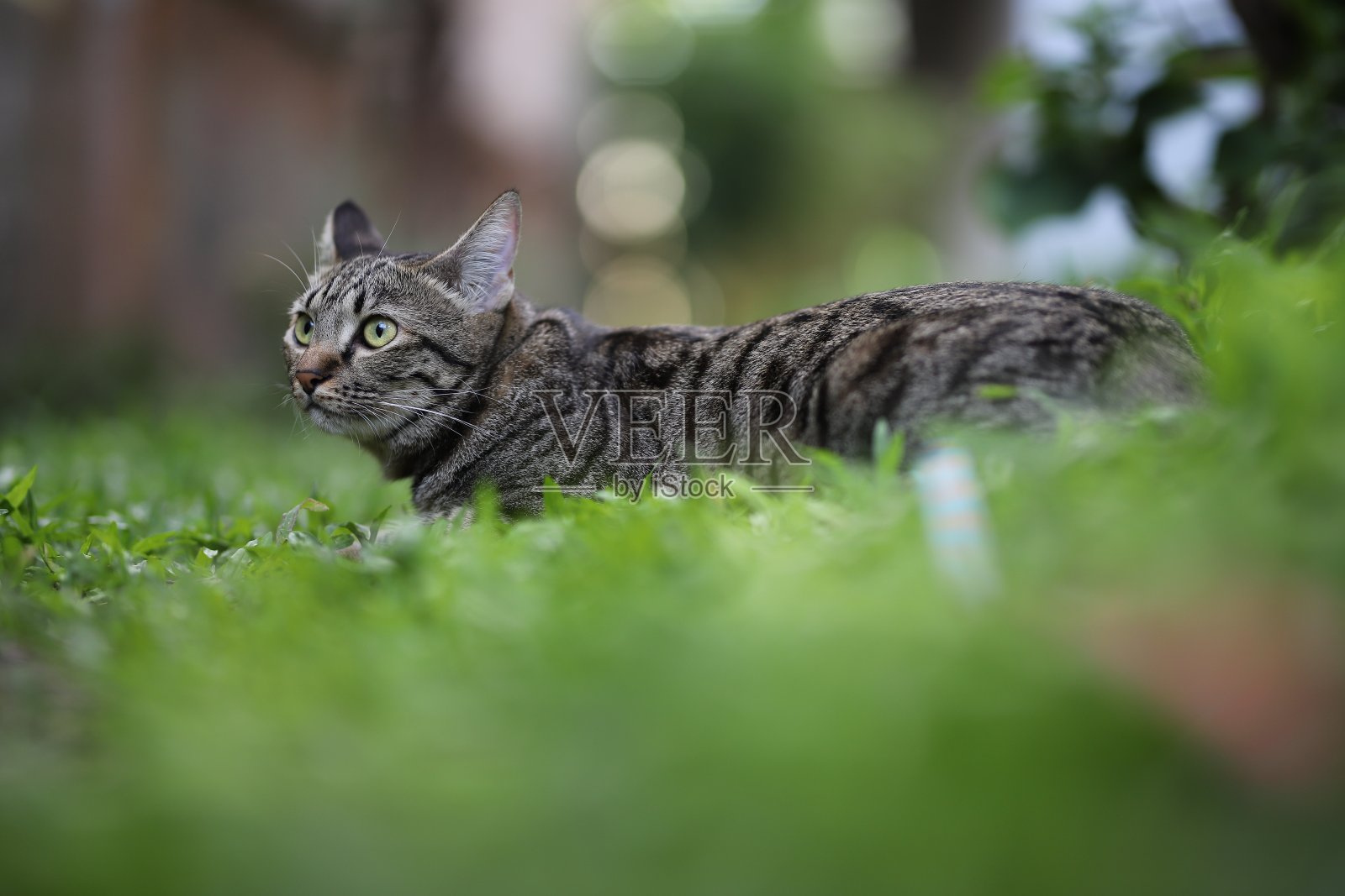 花斑猫坐的景色自然绿色。照片摄影图片