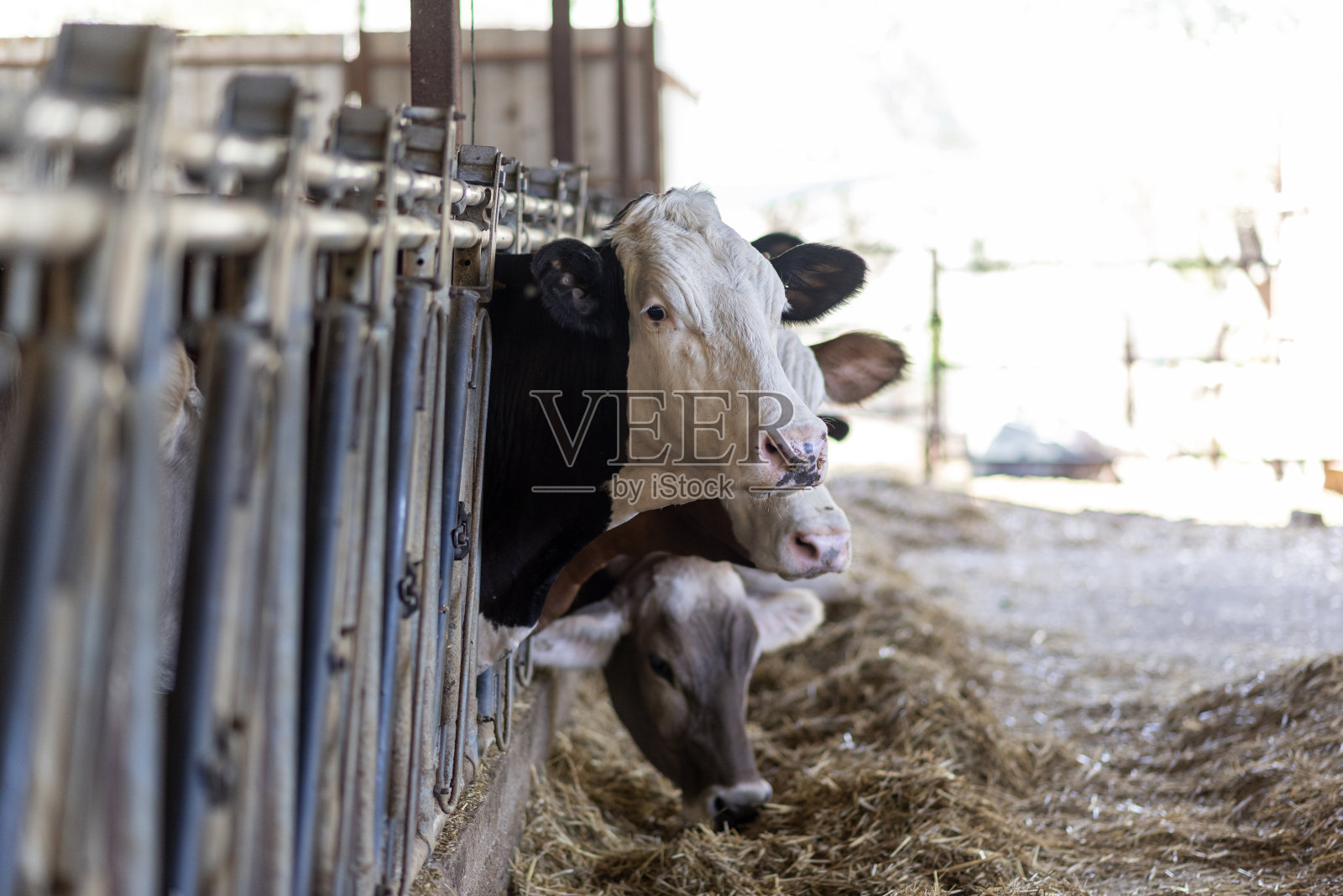 小牛场里的动物照片摄影图片