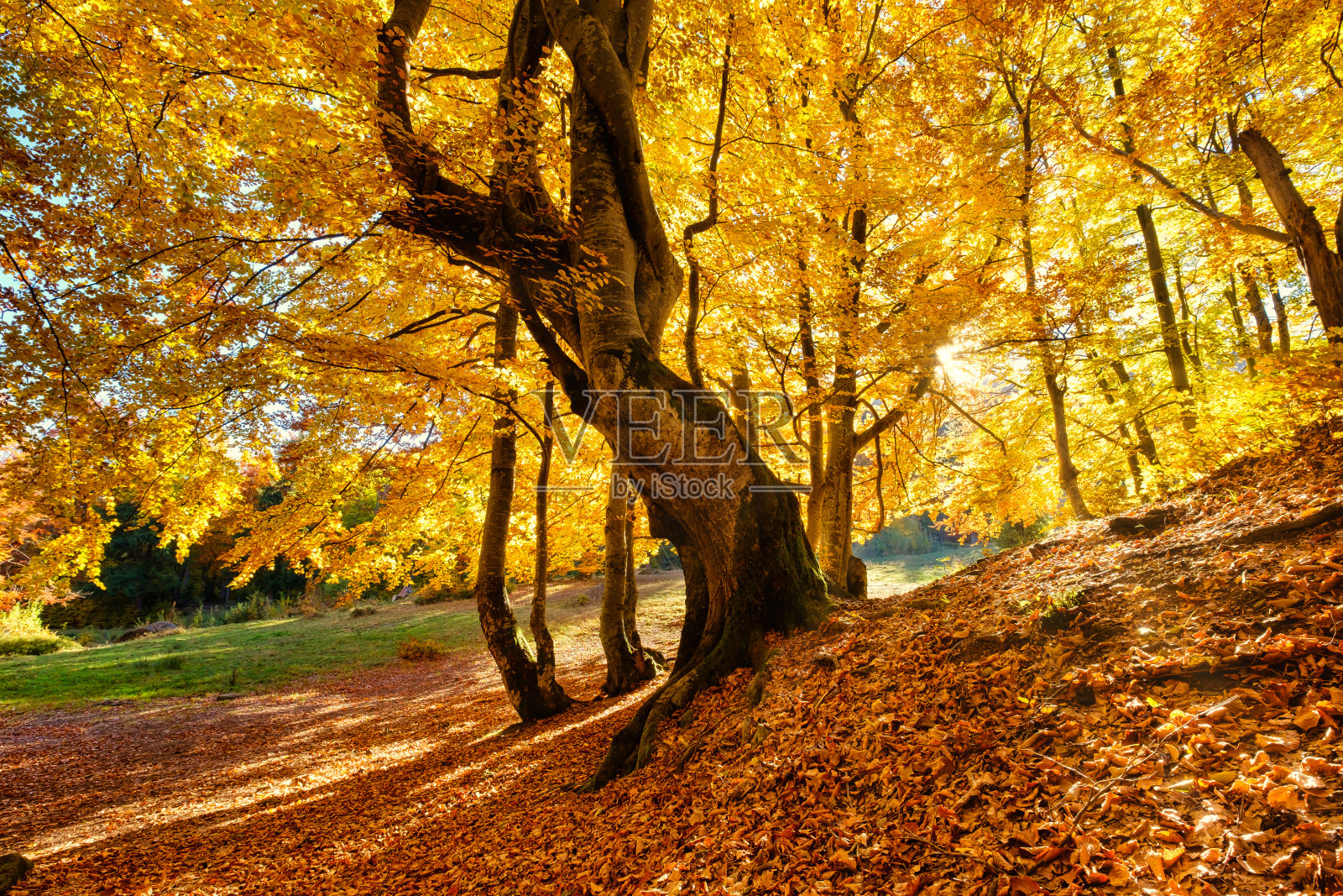 阳光穿过秋天的树木。森林中的自然秋景。秋天的森林和阳光作为背景。秋天的图片照片摄影图片
