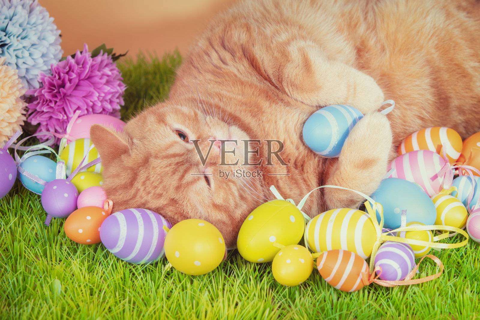 一只有趣的姜黄色猫睡在人造草皮上，上面有彩色的复活节彩蛋照片摄影图片