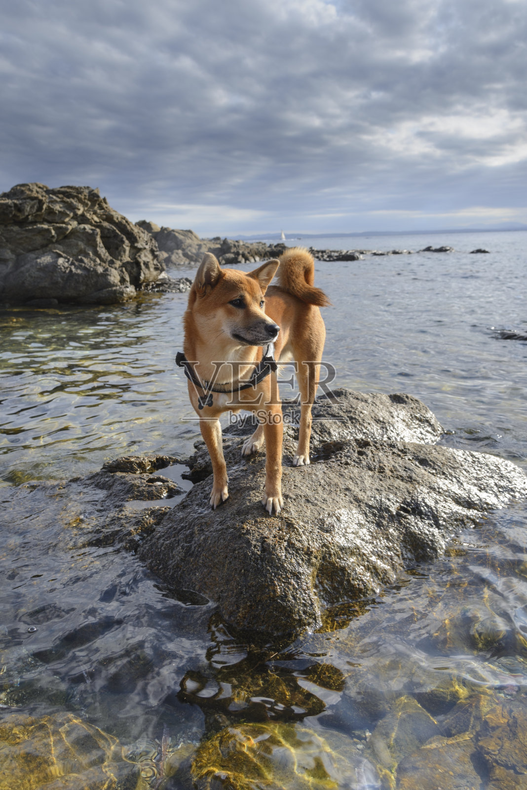 岩石上可爱的柴犬宠物照片摄影图片