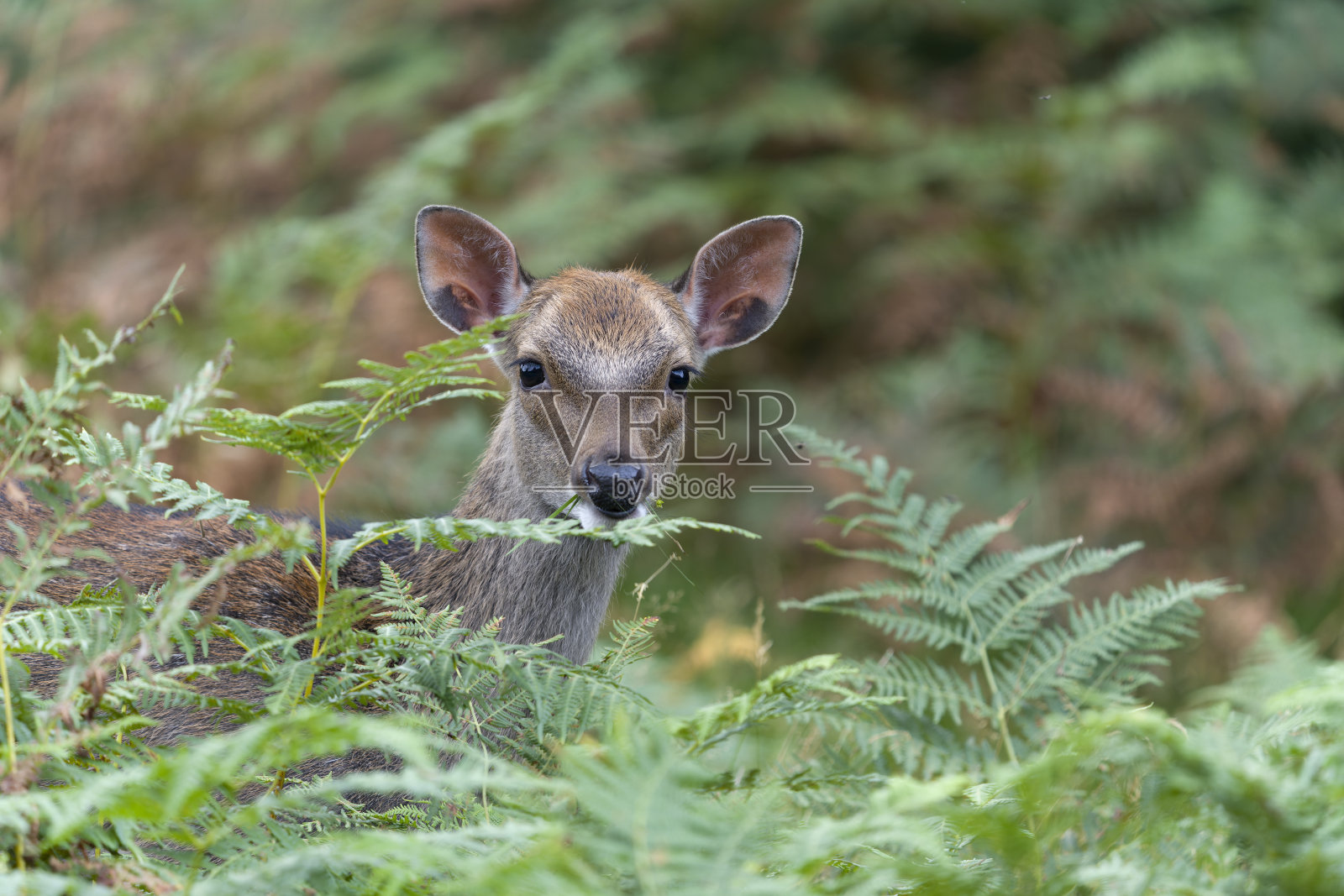 梅花鹿，赤鹿照片摄影图片