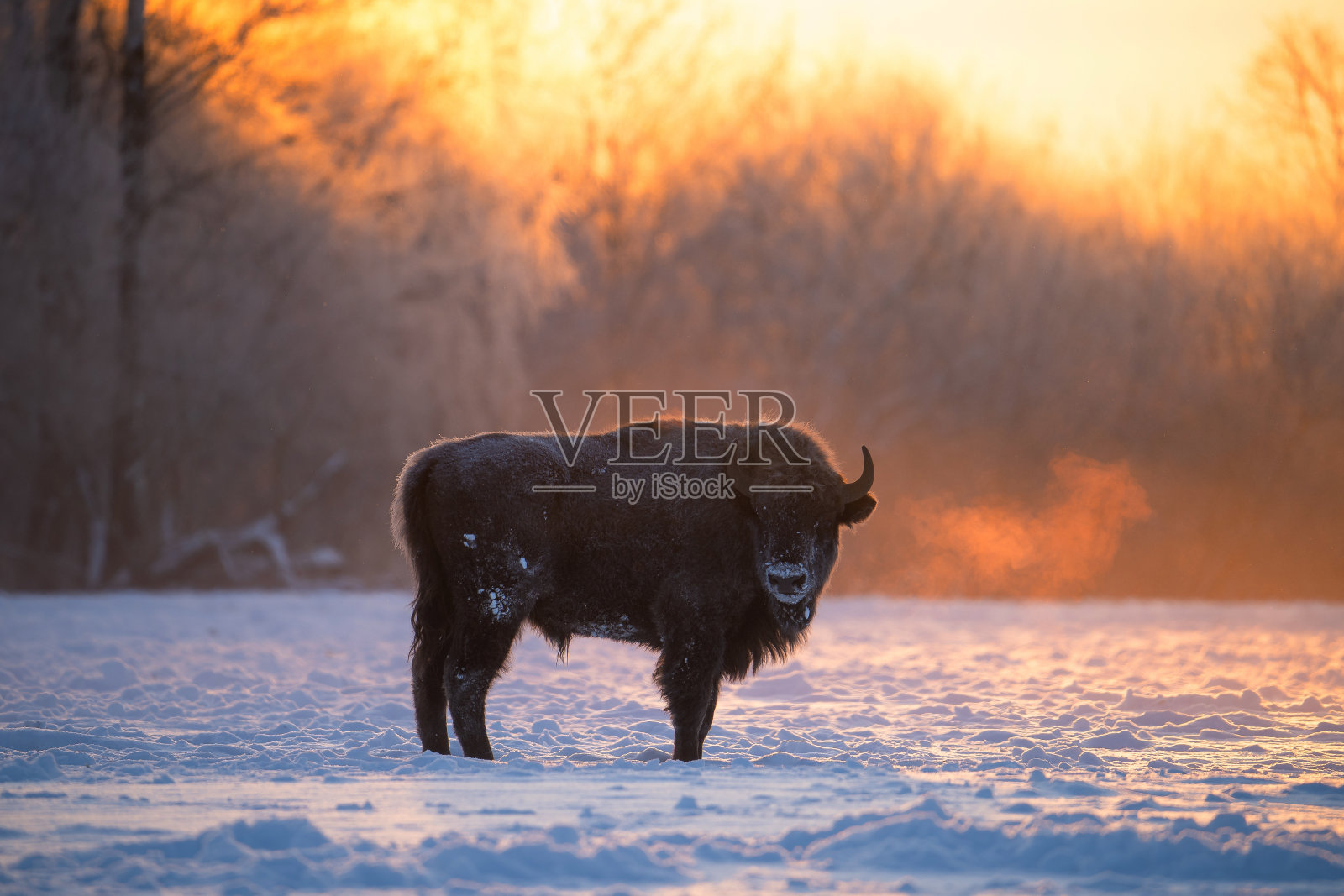 欧洲野牛在冬日阳光明媚的早晨。照片摄影图片