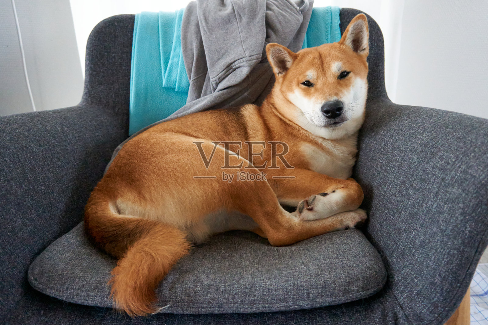 一张灰色椅子上的芝麻柴犬画像照片摄影图片
