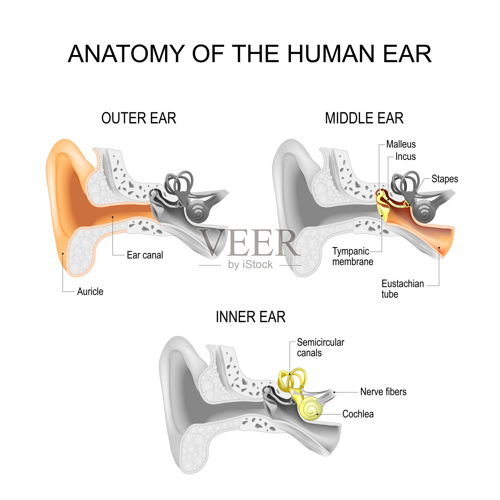 耳朵分哪幾種類型？不同形狀的耳朵適合的耳環不盡相同 - ECO ONNI