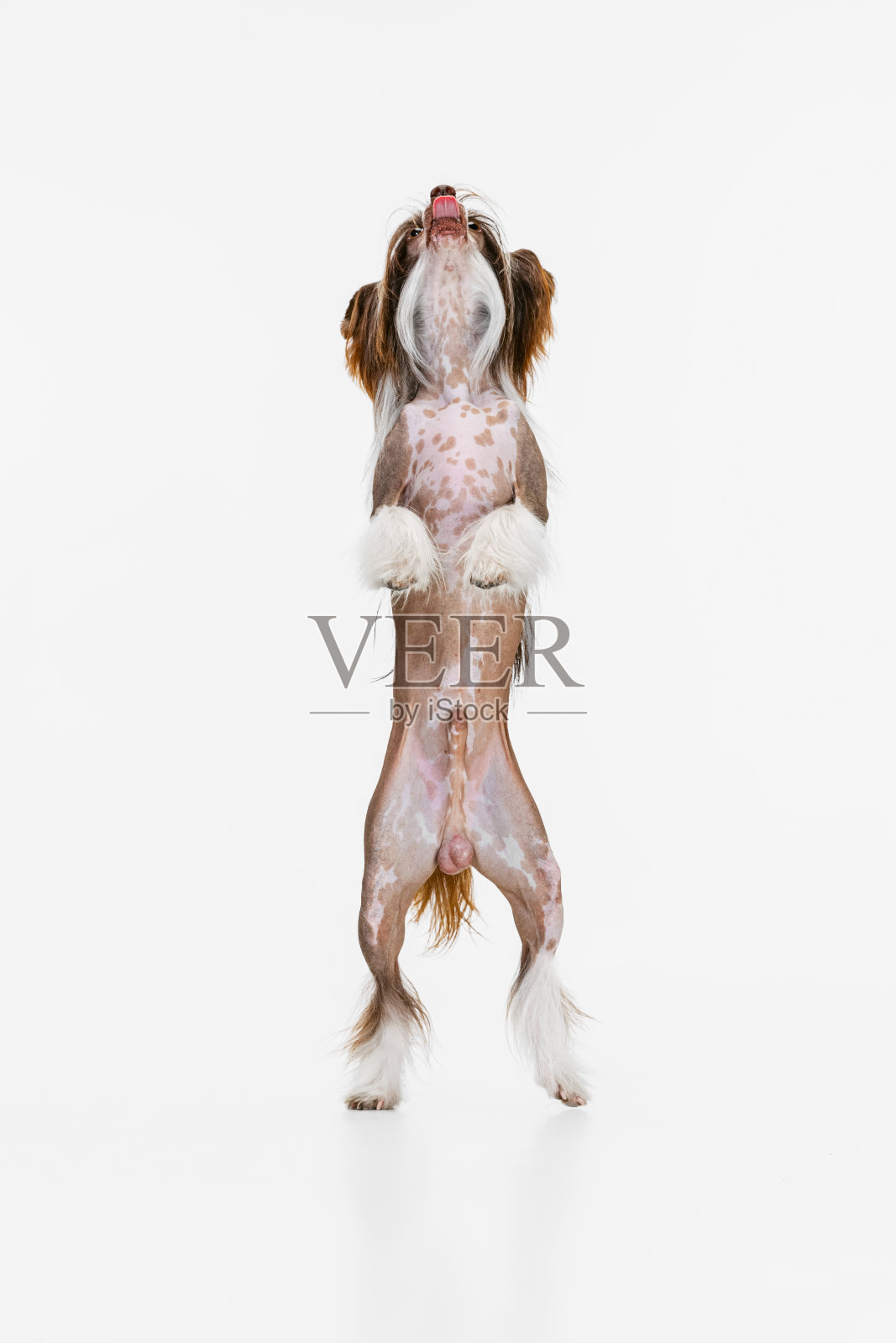 一只美丽的纯种狗，中国冠毛犬用后腿站立在白色的摄影棚里。照片摄影图片