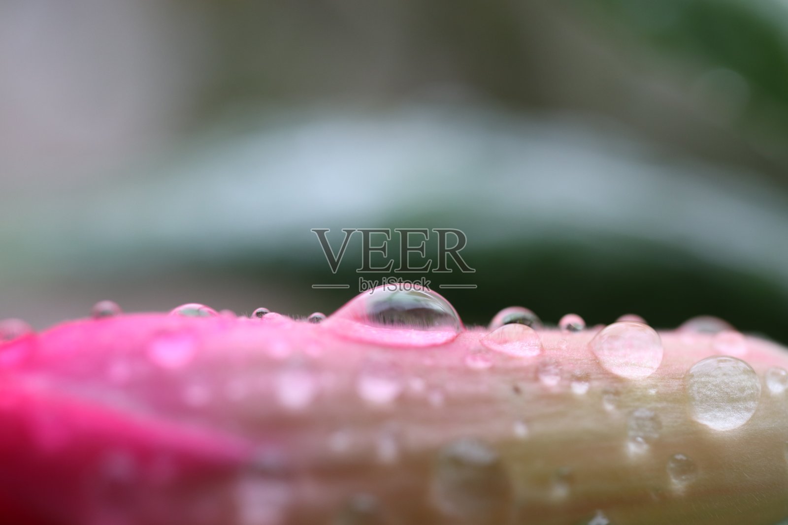 粉红色花朵上的特写水滴照片摄影图片