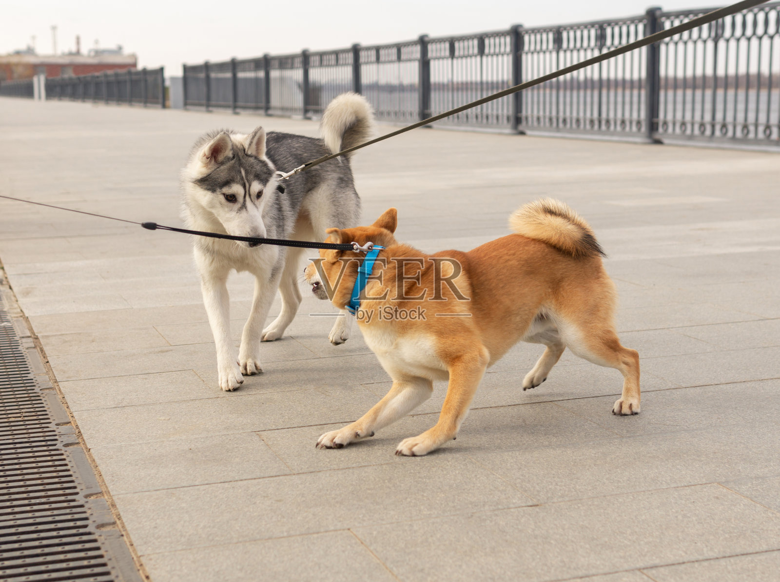 两只狗相遇去散步照片摄影图片