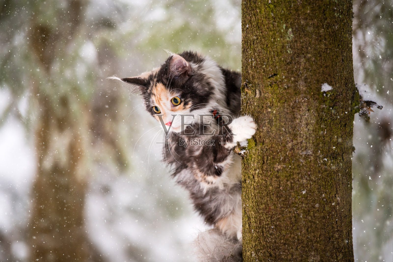 缅因州的彩色猫在冬天爬树在白雪皑皑的森林照片摄影图片