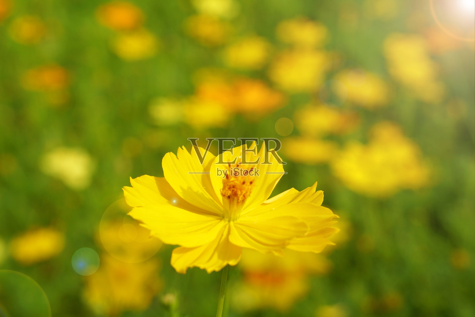 黄色硫磺宇宙的花朵盛开与模糊的背景-美丽的自然植物群照片摄影图片