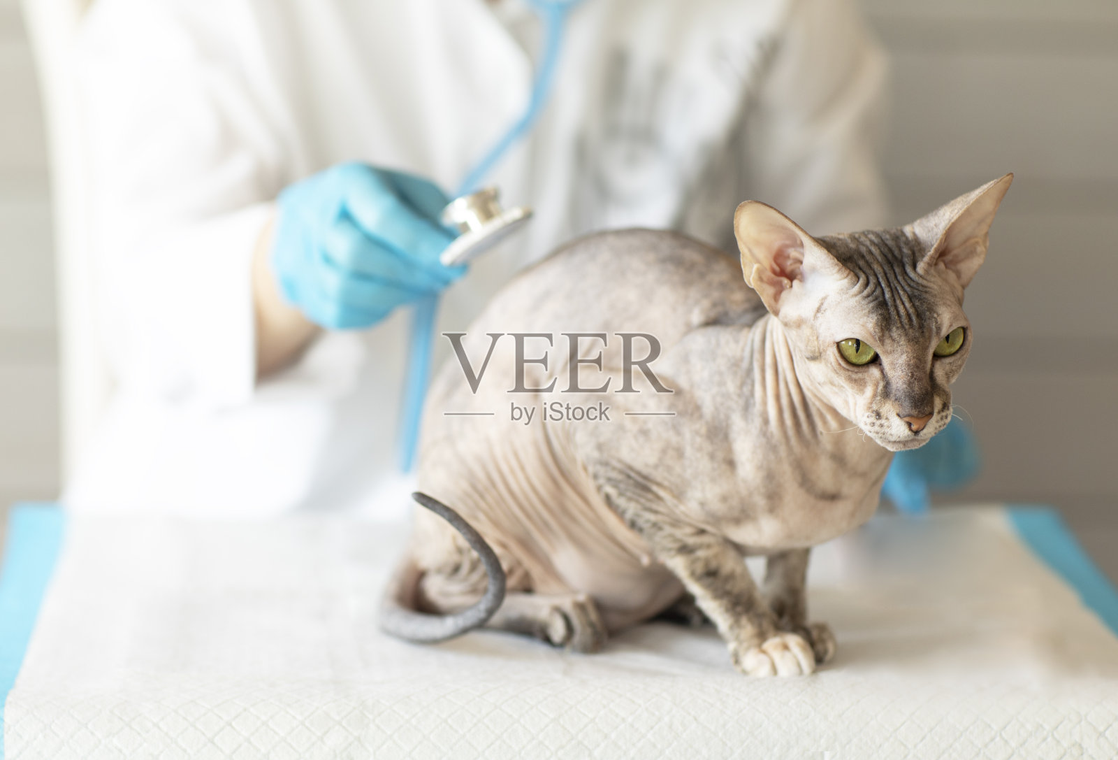 斯芬克斯堂的一只猫在兽医的接待处繁殖照片摄影图片