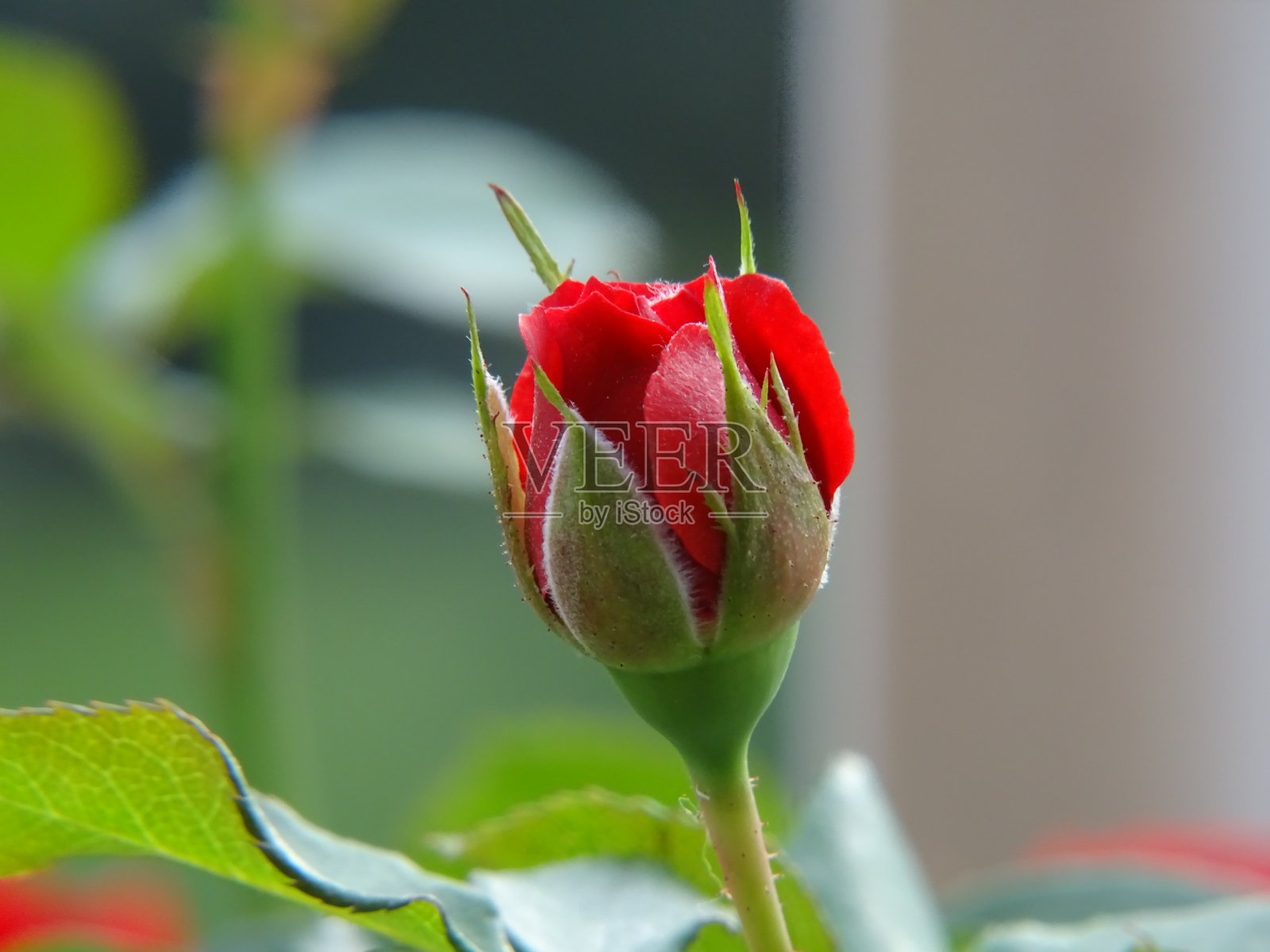 盛开的红玫瑰蓓蕾照片摄影图片