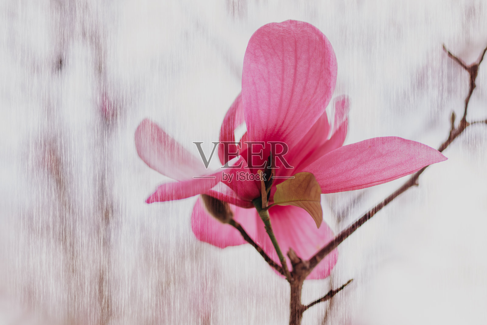 创意纹理花卉背景..玉兰树开了花，背景是柔和的晴空照片摄影图片