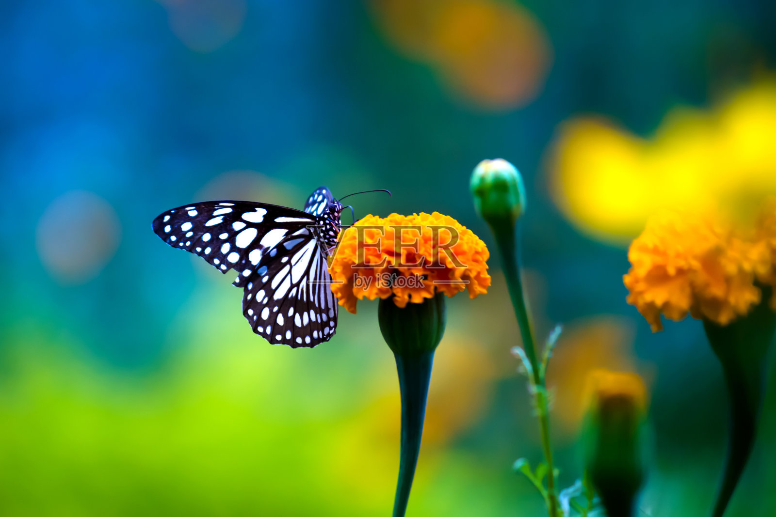 一个美丽的蓝色斑点乳草蝴蝶坐在花植物在它的自然栖息地照片摄影图片