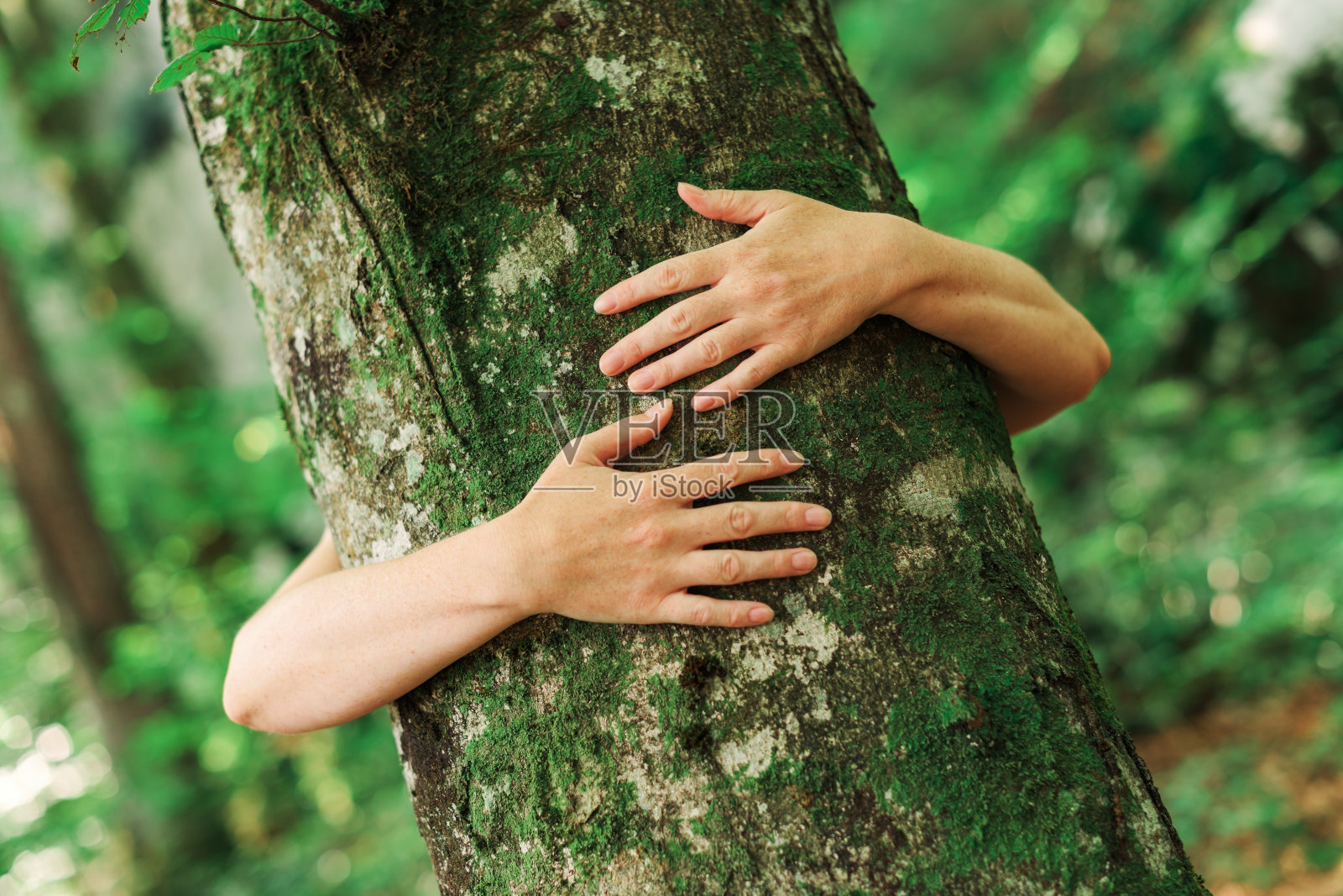 环保主义者正在森林里拥抱树干照片摄影图片