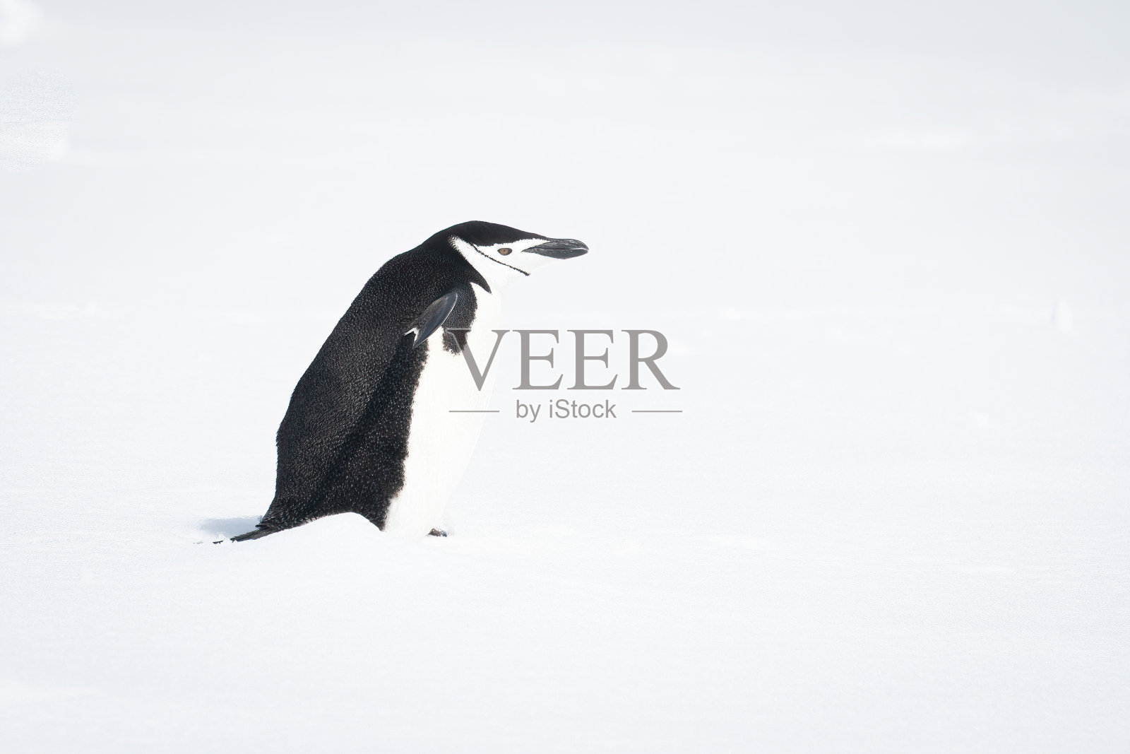 帽带企鹅侧身站在雪地里照片摄影图片