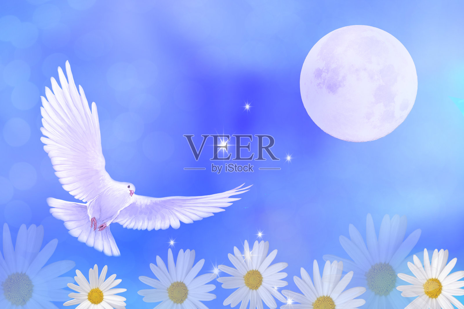 中秋佳节月光下的白鸽和美丽的玛格丽特插画图片素材
