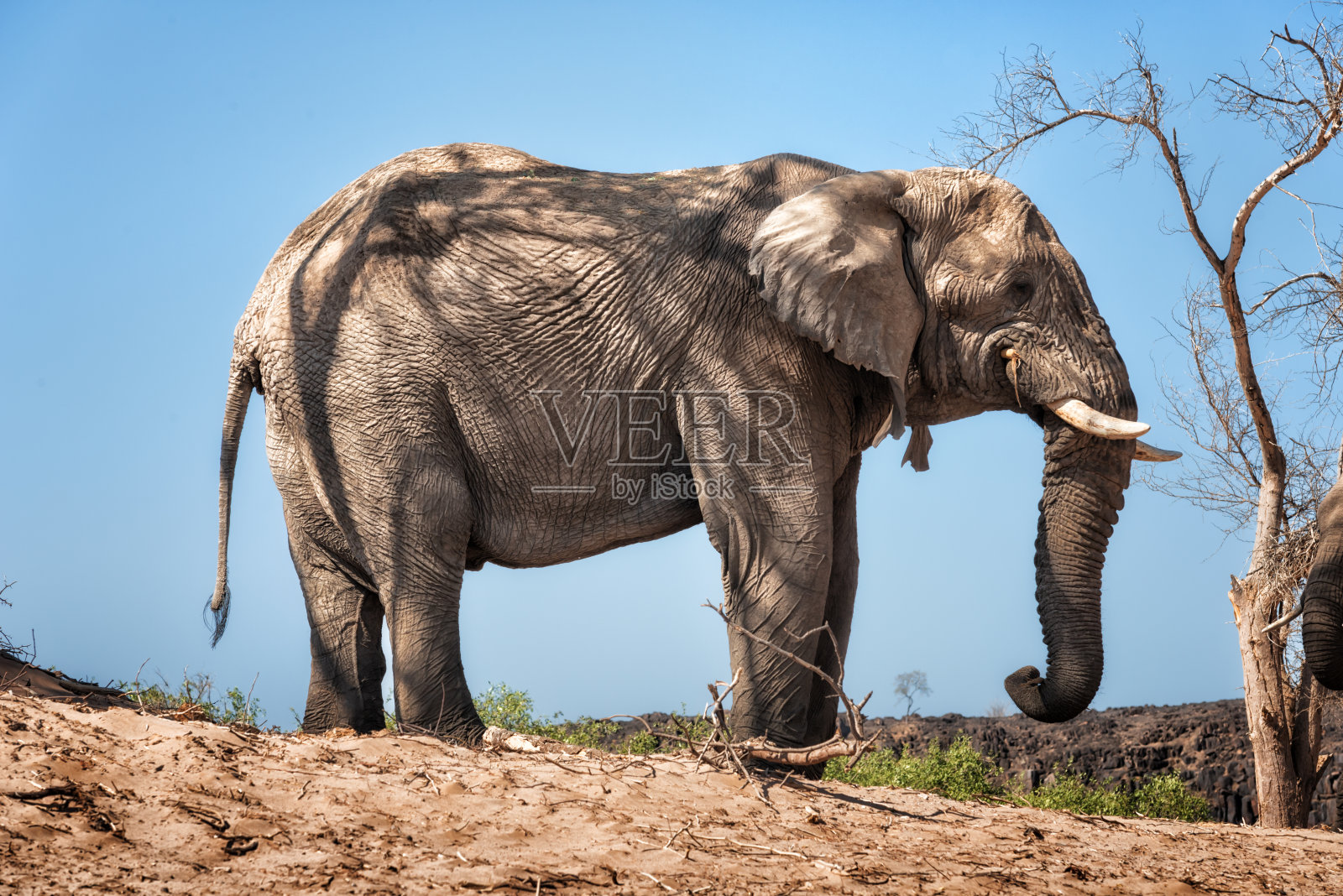 非洲纳米比亚，沙漠公象在干涸的河床上照片摄影图片