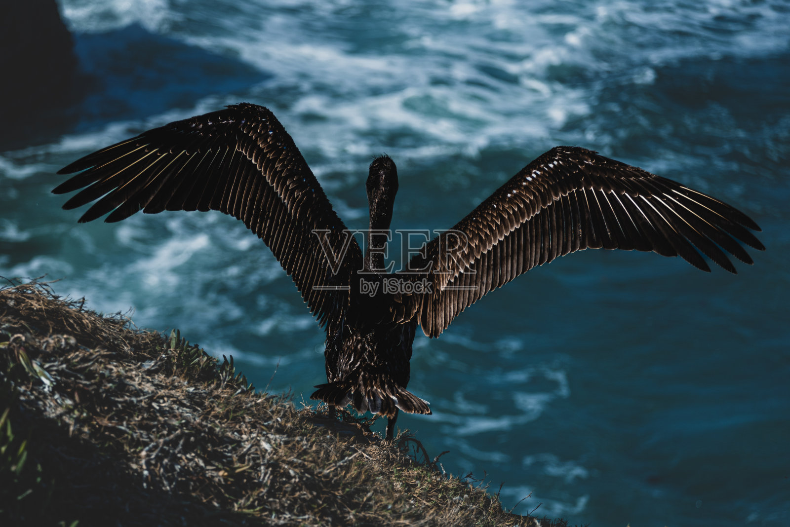 远洋鸬鹚照片摄影图片