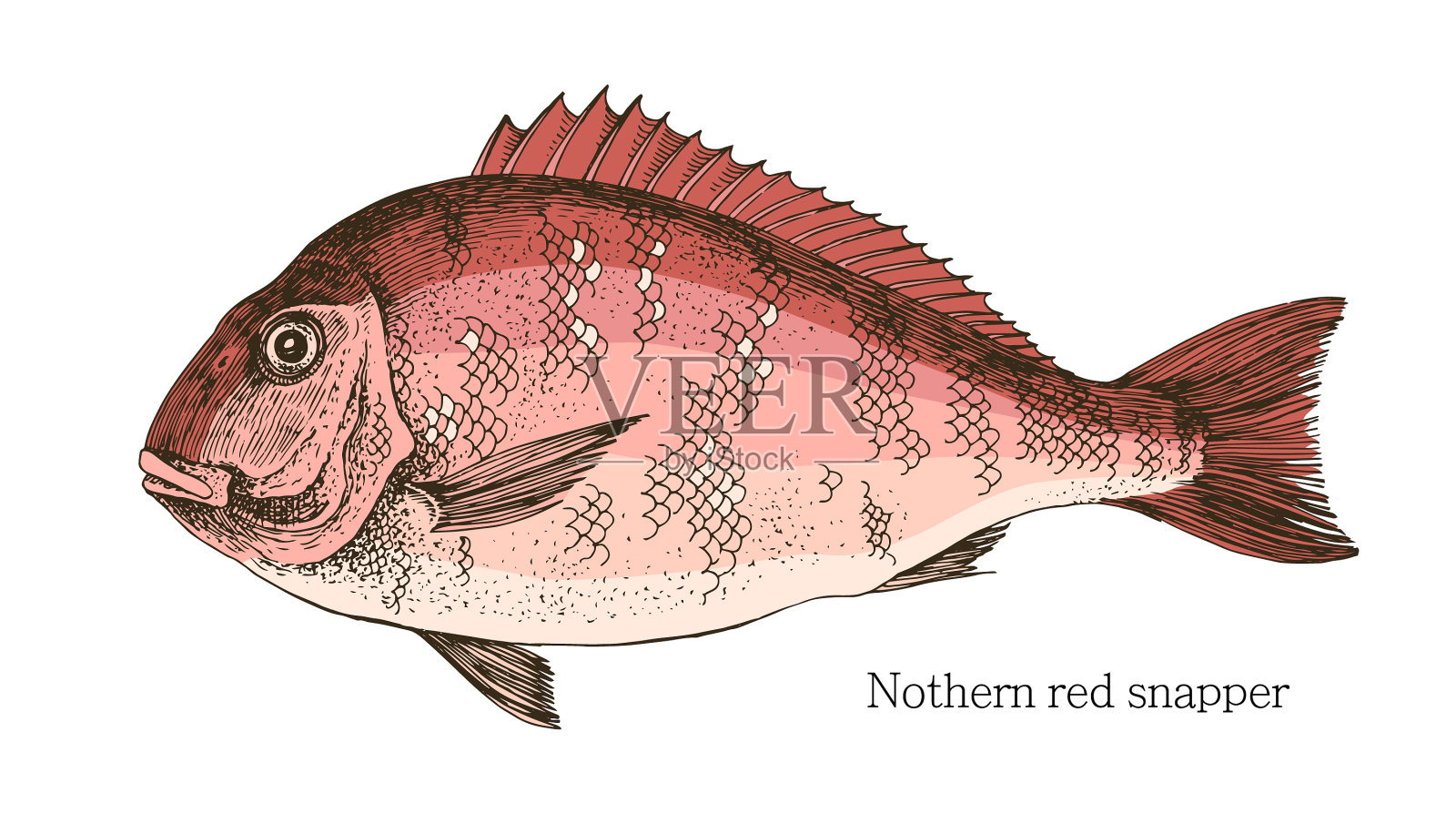 红罗非鱼图片,红鲷鱼图片,最大的600斤罗非鱼_大山谷图库