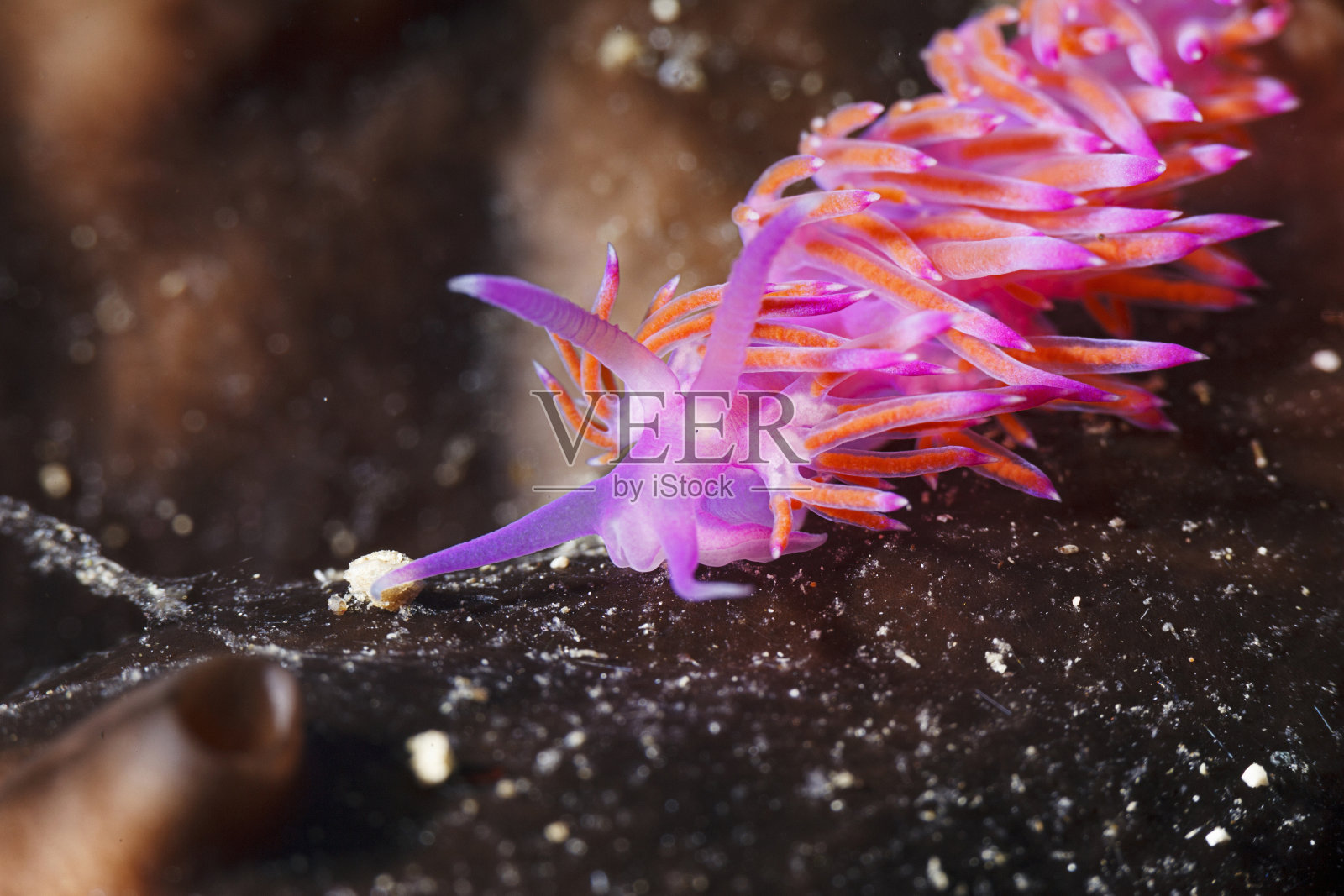 海洋生物裸鳃海蛞蝓水下美女水肺潜水员的观点照片摄影图片