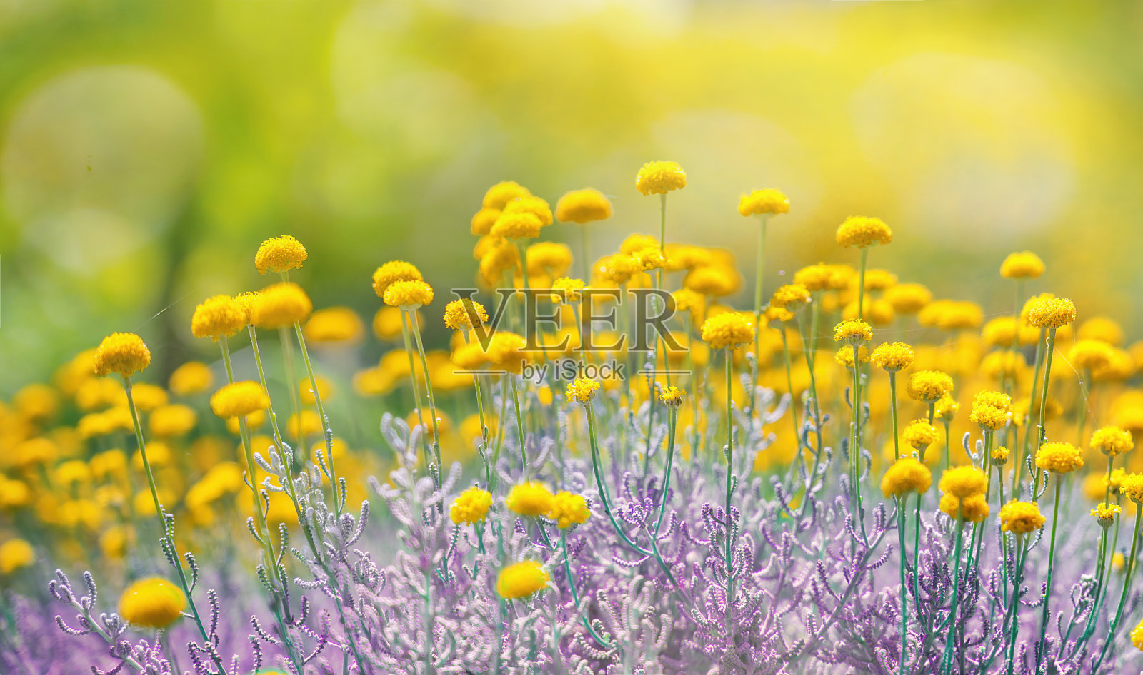美丽的自然素描与蓬松的黄色草地花朵在模糊的背景。照片摄影图片