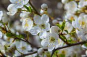 梅花、樱花、白花在春夏时节盛开。宏观的特写镜头摄影图片