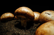 在农场种植棕冠菇。摄影图片