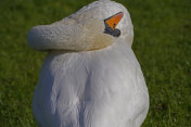 欧登塞草地上的一只天鹅摄影图片