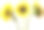 三朵向日葵孤立在白色上素材图片