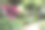 英国花园里的杜鹃花素材图片