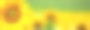 黄色的向日葵背景素材图片
