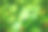 可拉，亚洲一毛茛属植物，绿叶背景素材图片