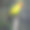 太阳锥尾鹦哥素材图片