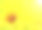 蝴蝶在绿色背景的亮黄色向日葵上素材图片
