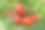 本土西红柿素材图片