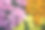 五颜六色的菊花素材图片