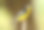 男性Yellow-rumped捕蝇草素材图片