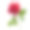 单瓣红玫瑰，孤立背景素材图片
