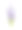 白色背景上的一束薰衣草花素材图片