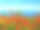 罂粟田傍海，五彩海岸，艺术油画素材图片