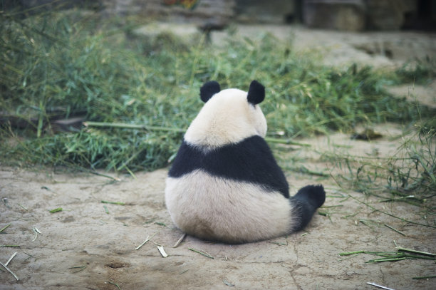 熊猫抽烟的背影图片图片