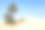 沙漠棕榈绿洲Zaafrane /突尼斯/北非素材图片