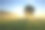 背光树在晨雾在草地在日出素材图片