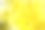黄色的菊花素材图片