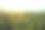 鸟瞰日出时的松树林素材图片