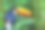 彩色可爱的巨嘴鸟热带鸟，巴西亚马逊-模糊的绿色背景素材图片