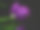 紫色郁金香的背景素材图片