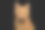 姜猫在孤立的黑色背景素材图片