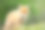 红狐狸幼崽站在草丘上素材图片
